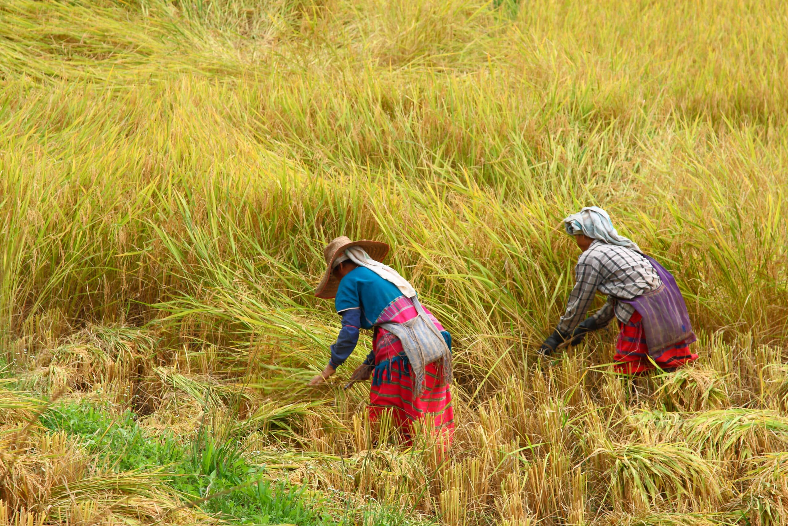 The Pgazkoenyau Hilltribes helping harvest rice