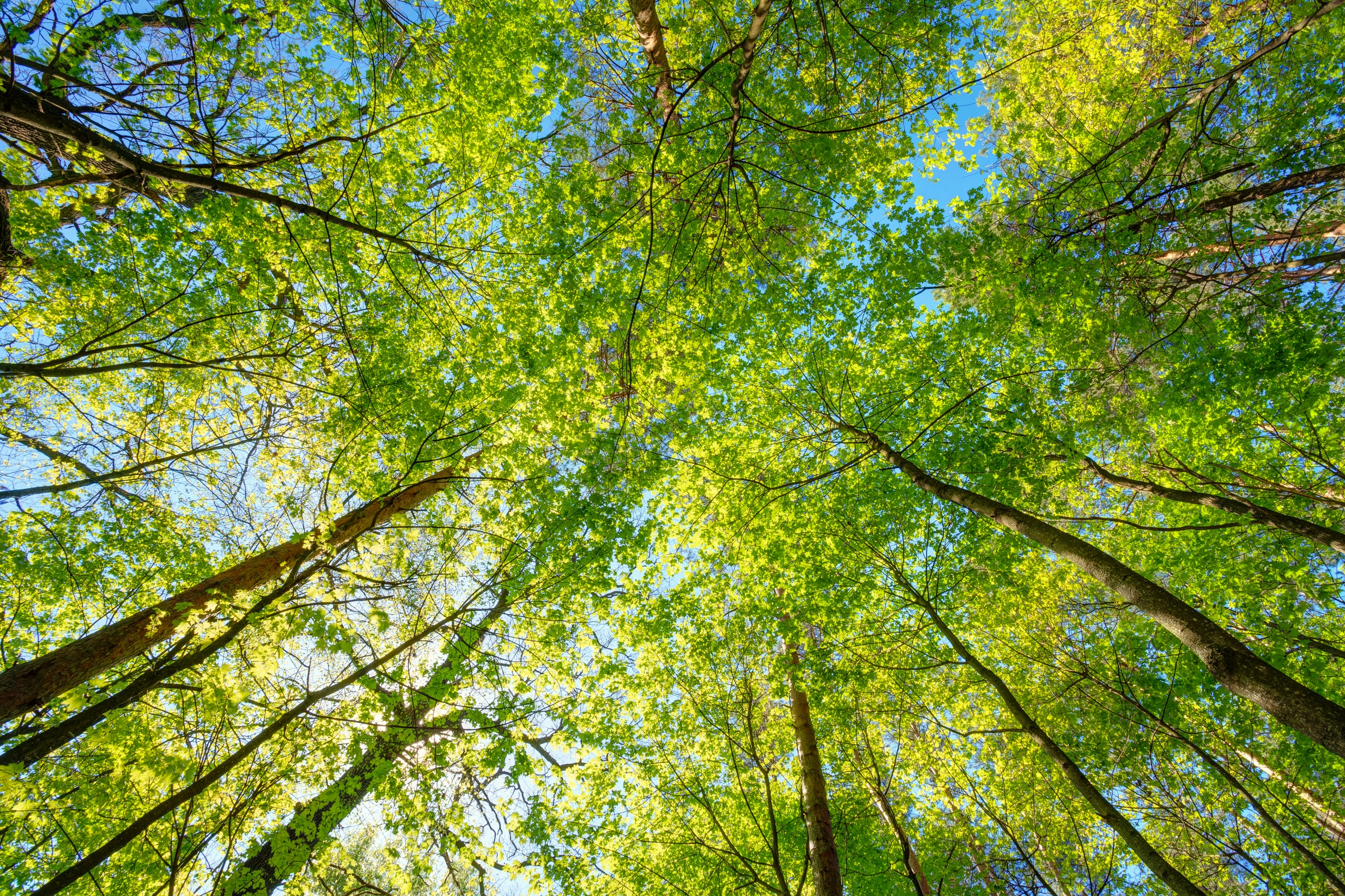 upward shot of trees