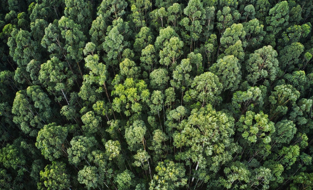 birds eye view of a forest