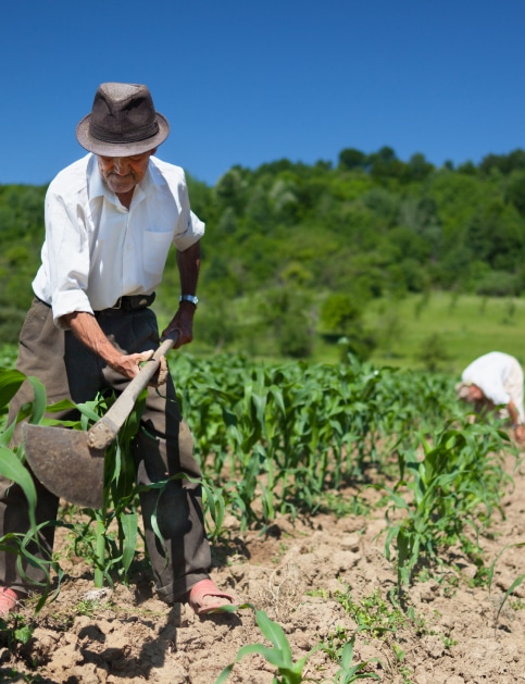 Farmer working on his crops