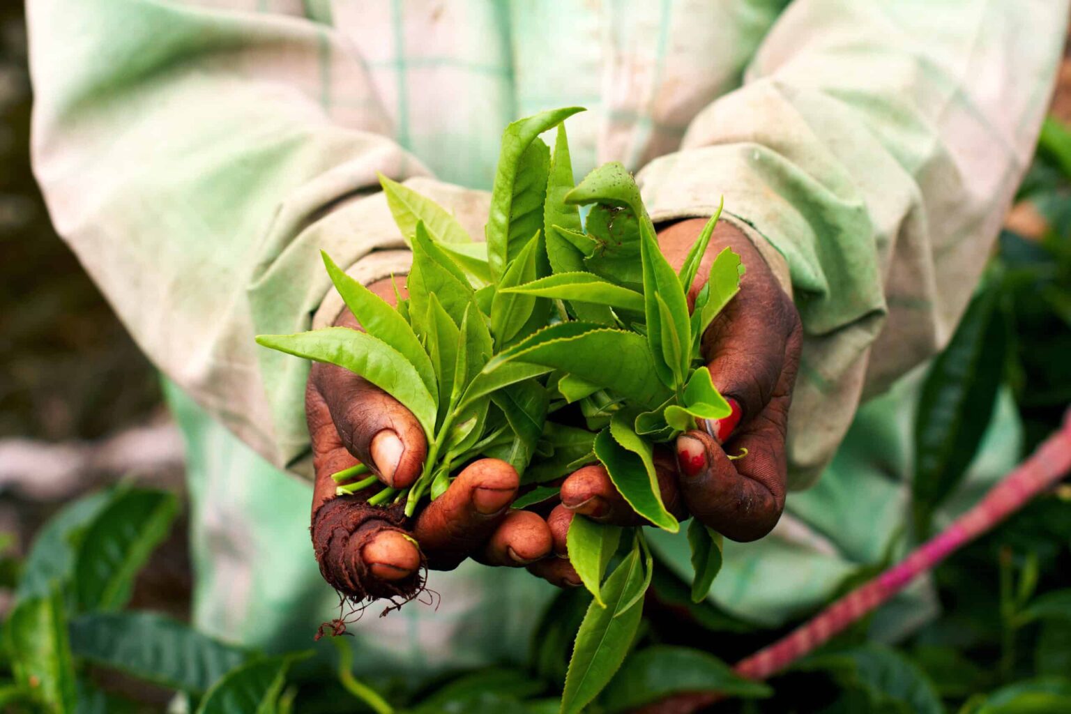 a woman holding green tea leaves