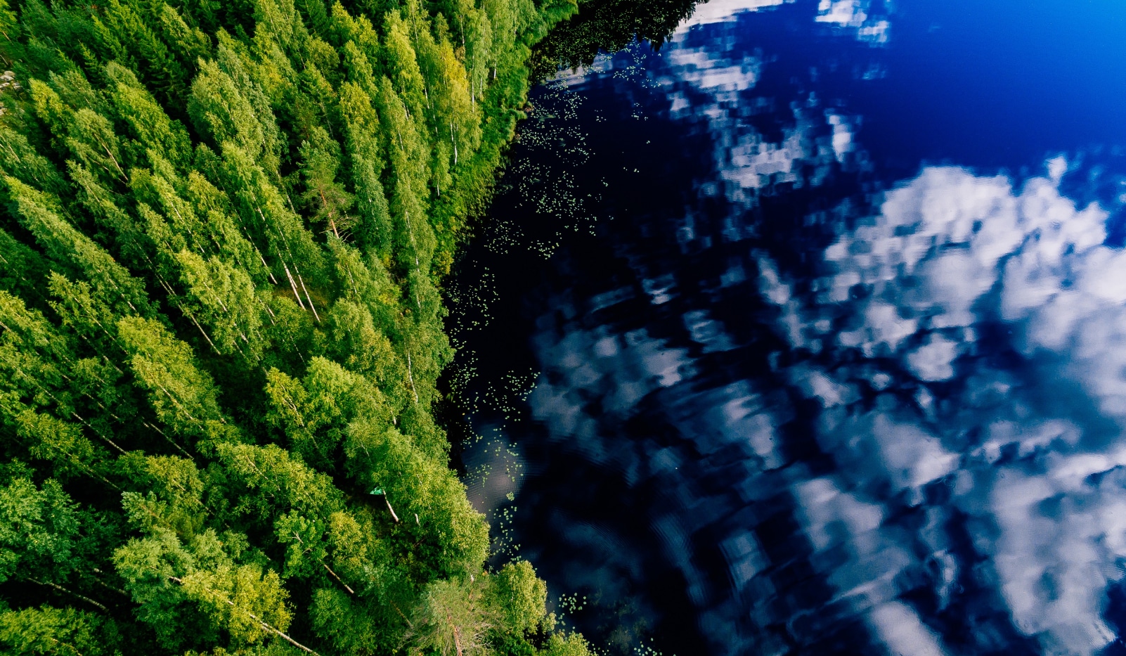 birds eye view of a forest and lake