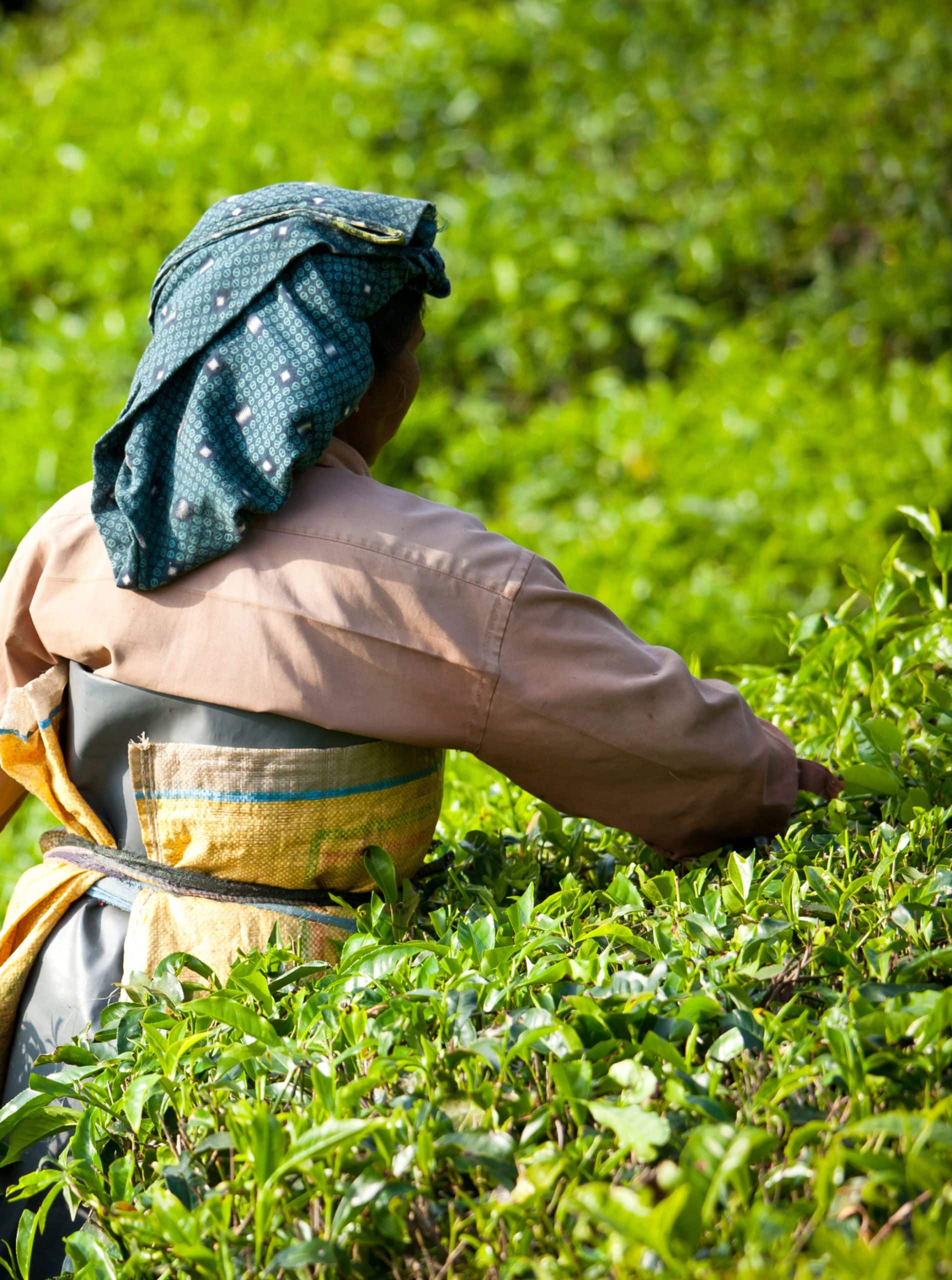 The back of a woman working in an agricultural field