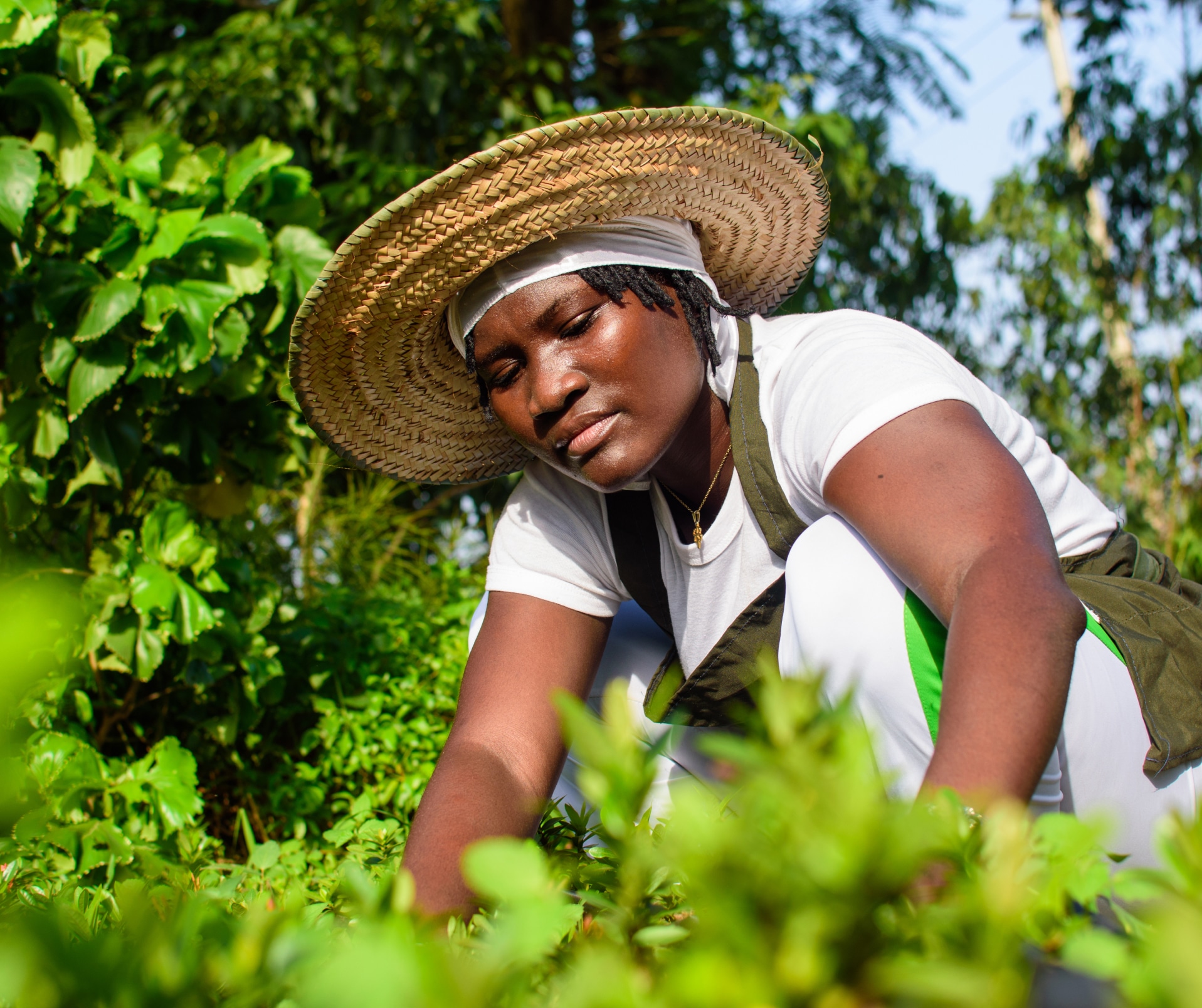 Woman working on an agricultural farm bent down to pick up plants