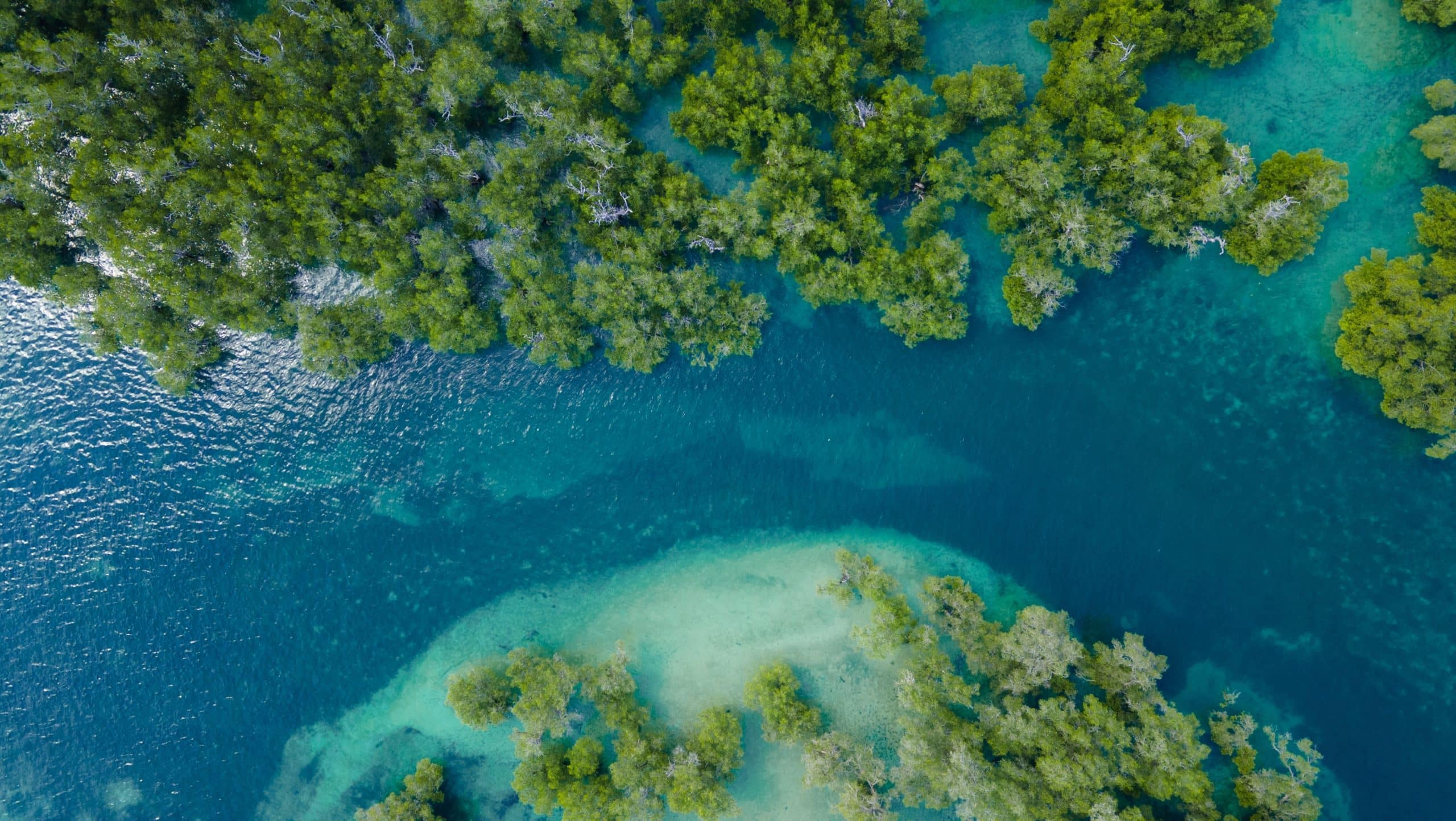 Birds eye view of the sea and trees