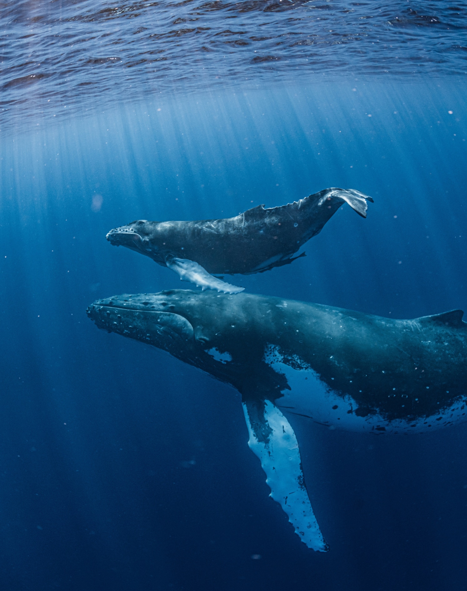 two whales swimming