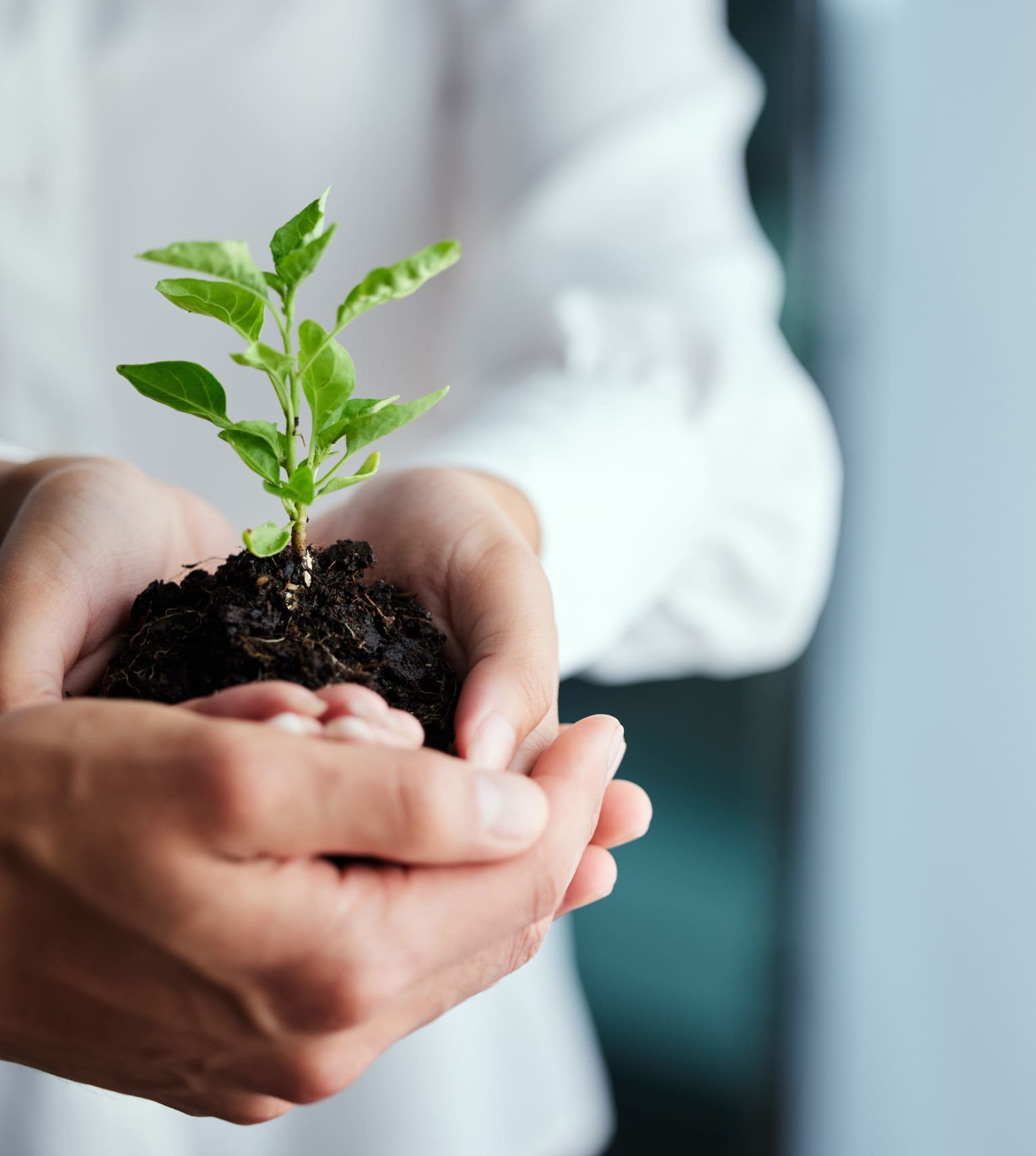 two sets of hands on top of eachother holding a plant